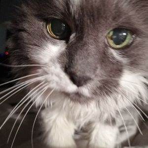 Meet your Posher, Janet